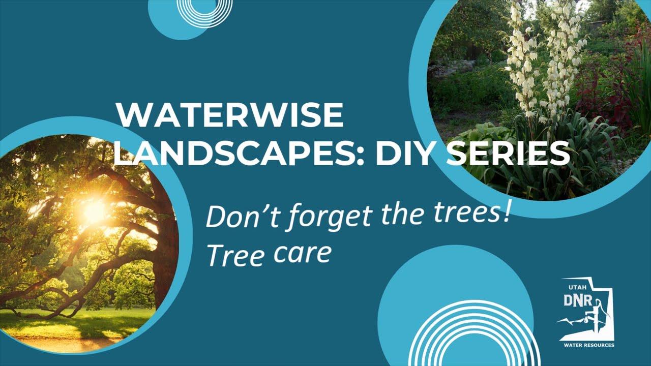Waterwise Landscapes DIY Series: Tree Care During Lawn Replacement
