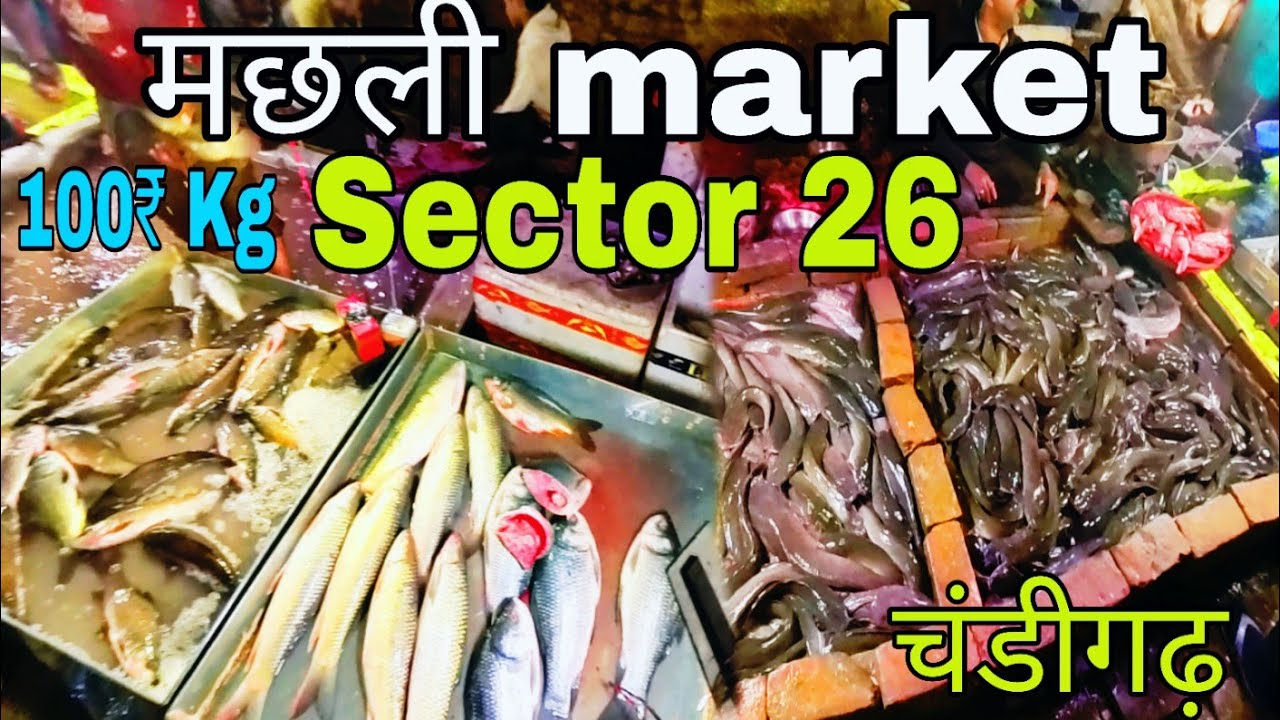 Chandigarh Sector 26 Ka Machli Market | Itna Sasta Market 100 Rs Kg..?🤔 @AkramMotoVlogger 