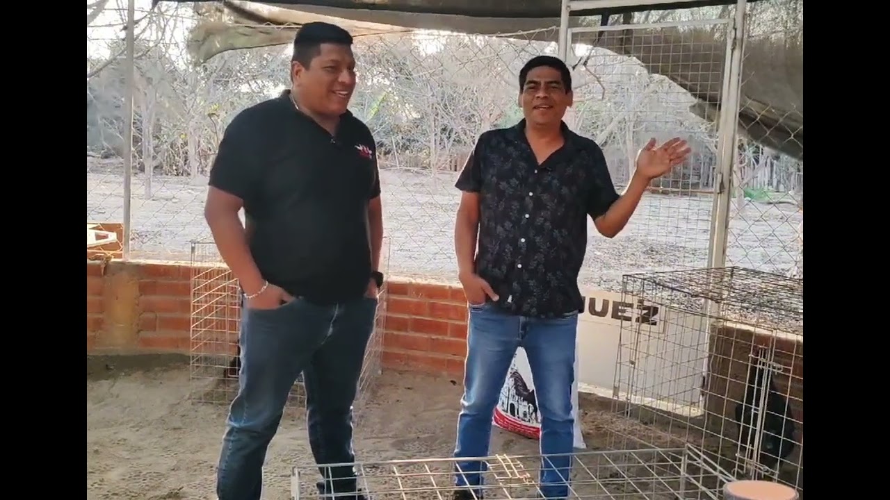 Jim Reyes - Criador del Gallo Navajero Peruano Ica - Perú