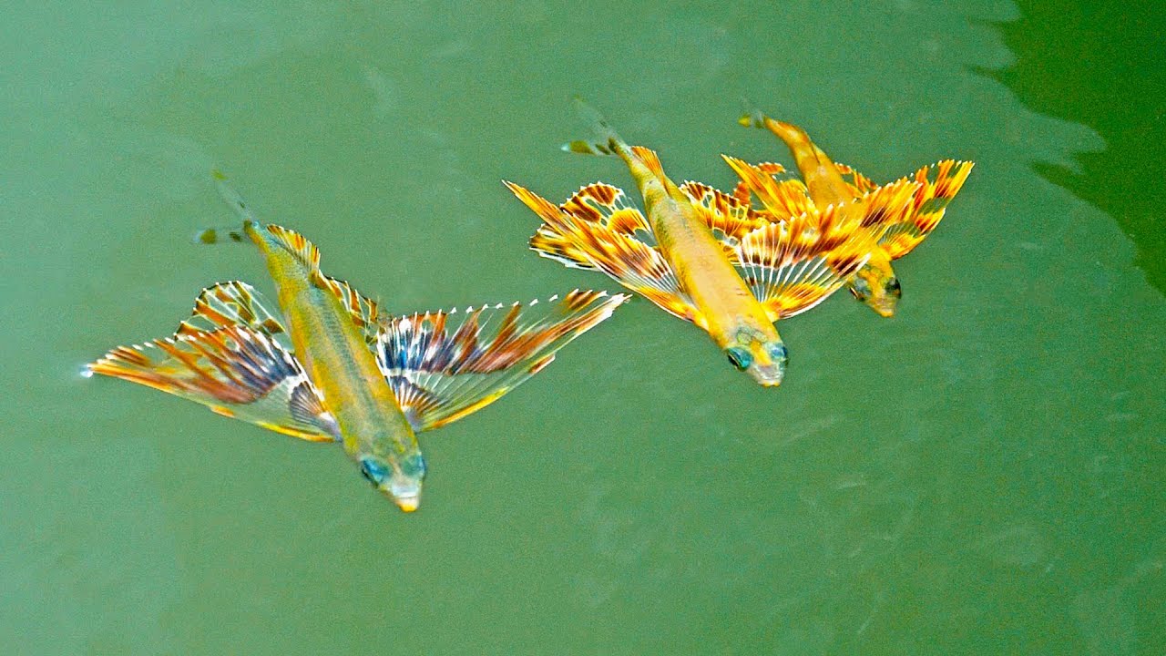 Found Colorful Baby FLYING FISH while Inshore Fishing