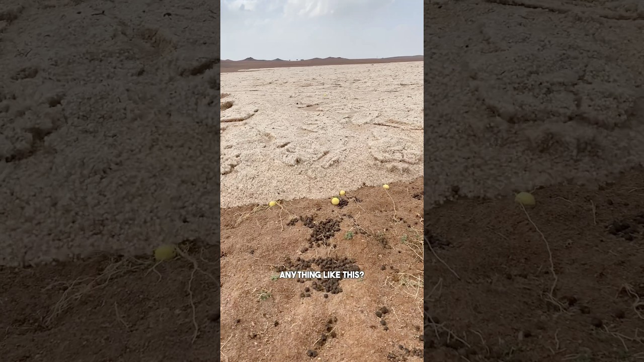 The RAREST flood you will ever SEE!! 🌵