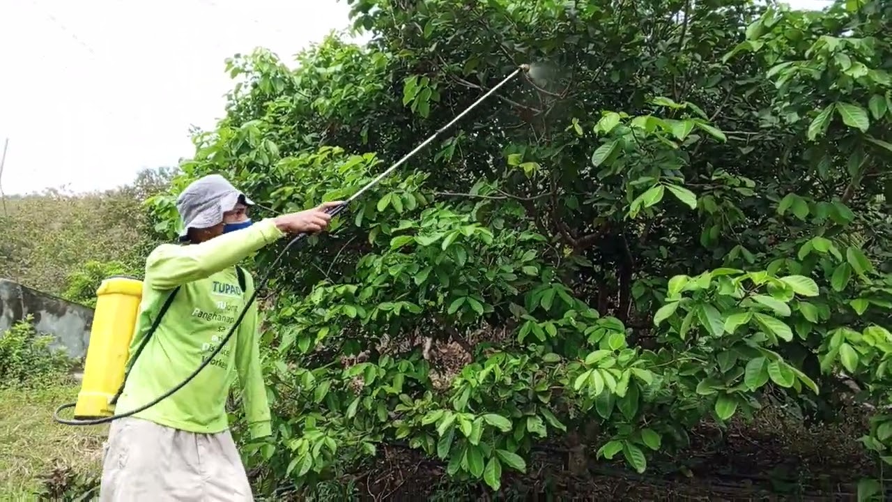 mag spray sa rambutan ng fungicide insecticide foliar