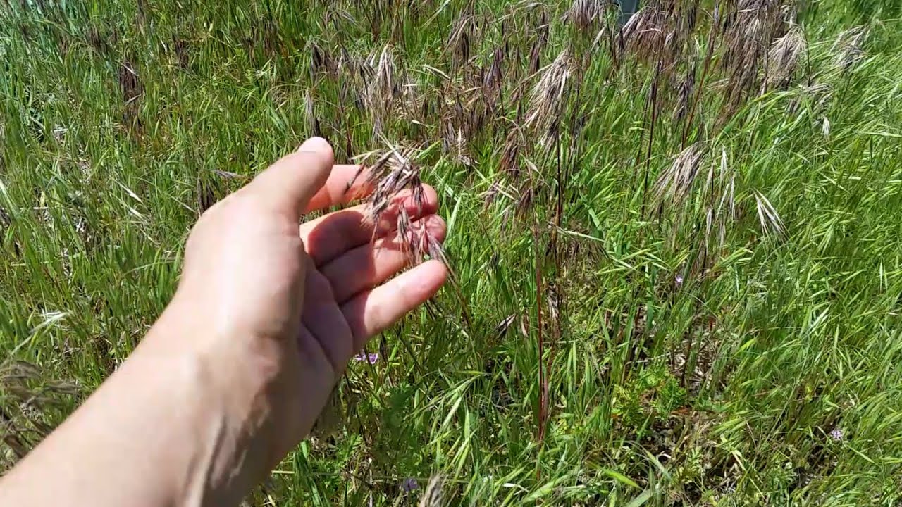 How to Identify Cheatgrass aka Downy Brome