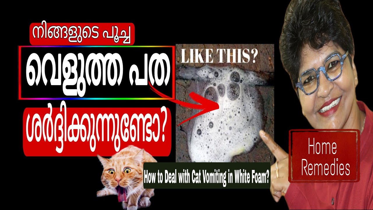 പൂച്ച വെളുത്തപത ശർദ്ദിക്കുന്നുണ്ടോ? | Deal With Cat Vomiting White Foam | Catcare