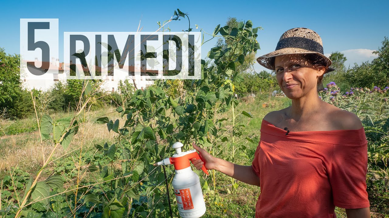 CINQUE RIMEDI NATURALI CONTRO GLI AFIDI 🐜 | ORTO