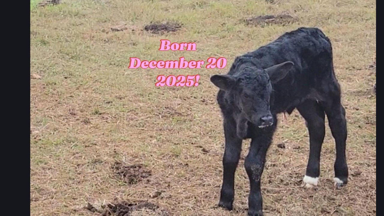 Becky Had Her Baby / A Quiet Birth on the Farm