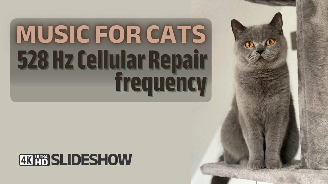 Cat Sleep Music 528 Hz 🐈 Earth Frequency for Separation Anxiety Relief