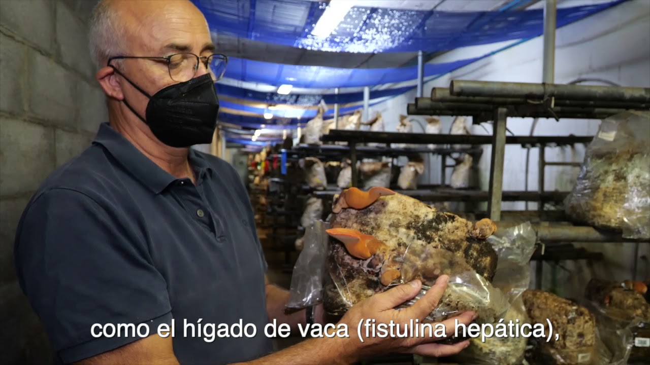 VÍDEO BOLET BEN FET CASTELLANO SUBTÍTULOS