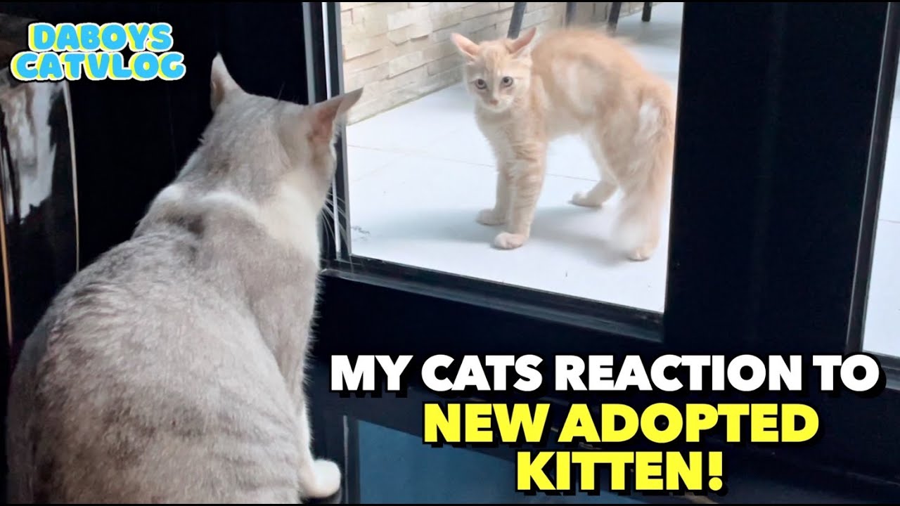 Daboys Reaction to NEW KITTEN of the Family!! 🐾 (Adoption Story)