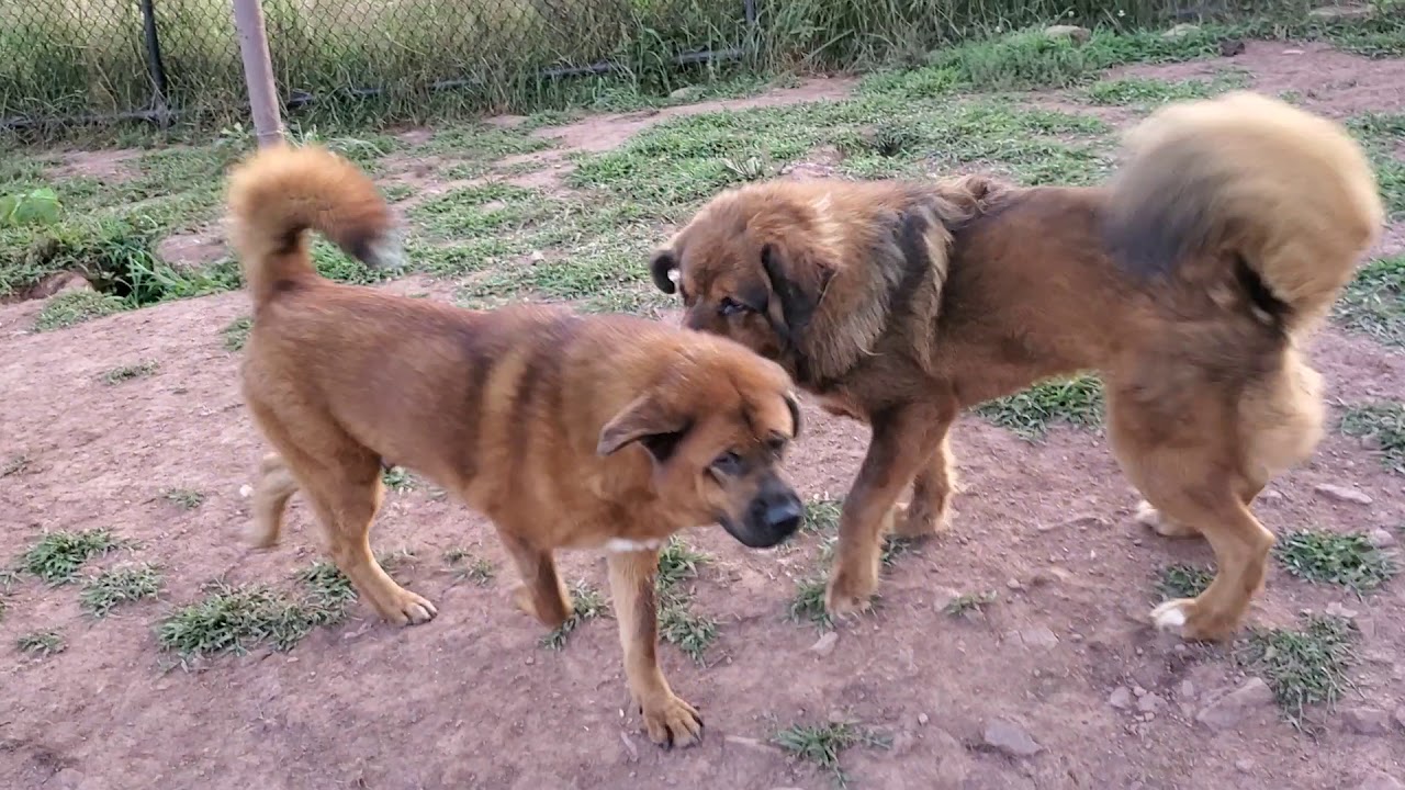 Asian Bear's Tibetan Mastiff,  Asian Bear Dogs, Akita and Causasian Ovcharka
