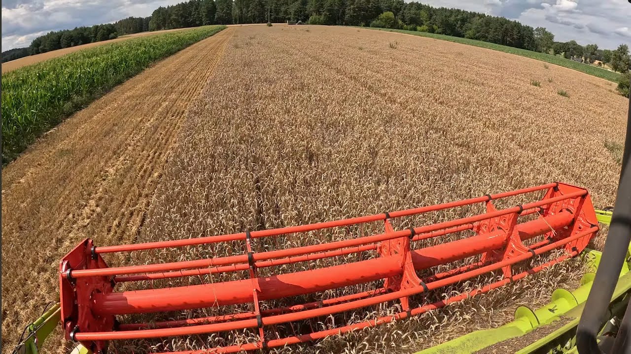 Pierwsza pszenica pod kosę 🌾 Plony nie są powalające 👎