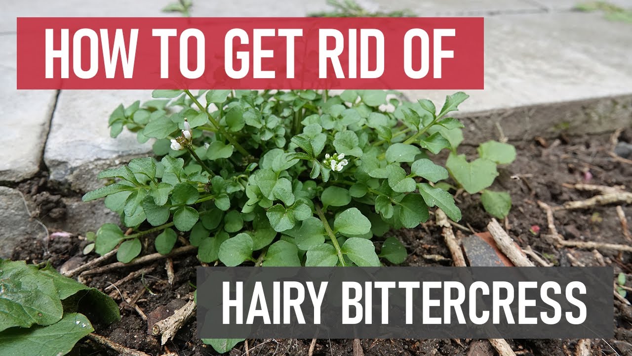 How to Get Rid of Hairy Bittercress [DIY Weed Management]