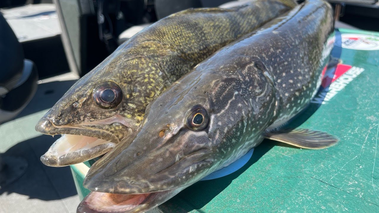 Pike vs Walleye Taste Test!! (Catch Clean & Cook) (How to filet a Pike) (How to Filet a Walleye)