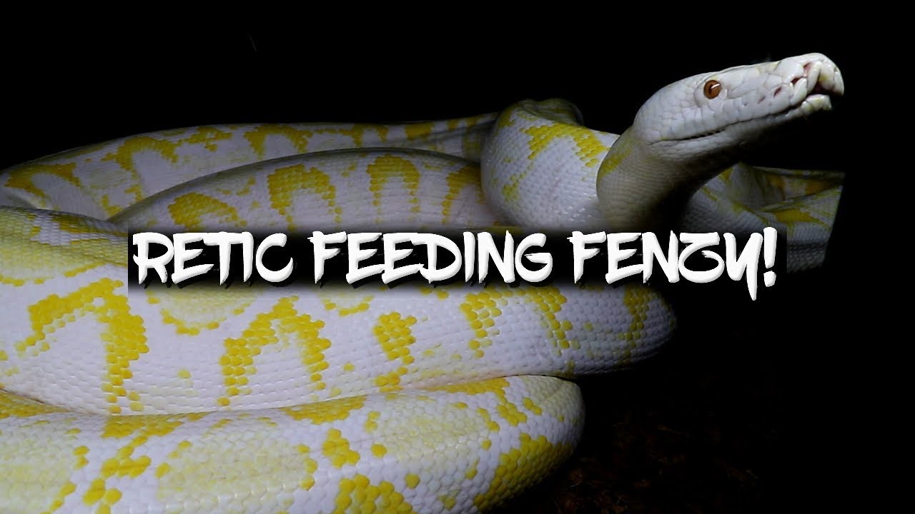 Scary Reticulated Python Feeding Frenzy!