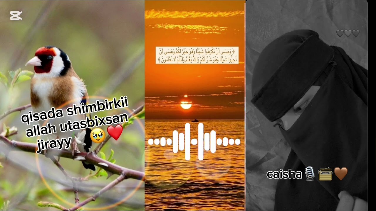 Qisada shimbirkii allah utasbixsan jirayyy🕊🥹❤️#youtube #qiso #cajiib 