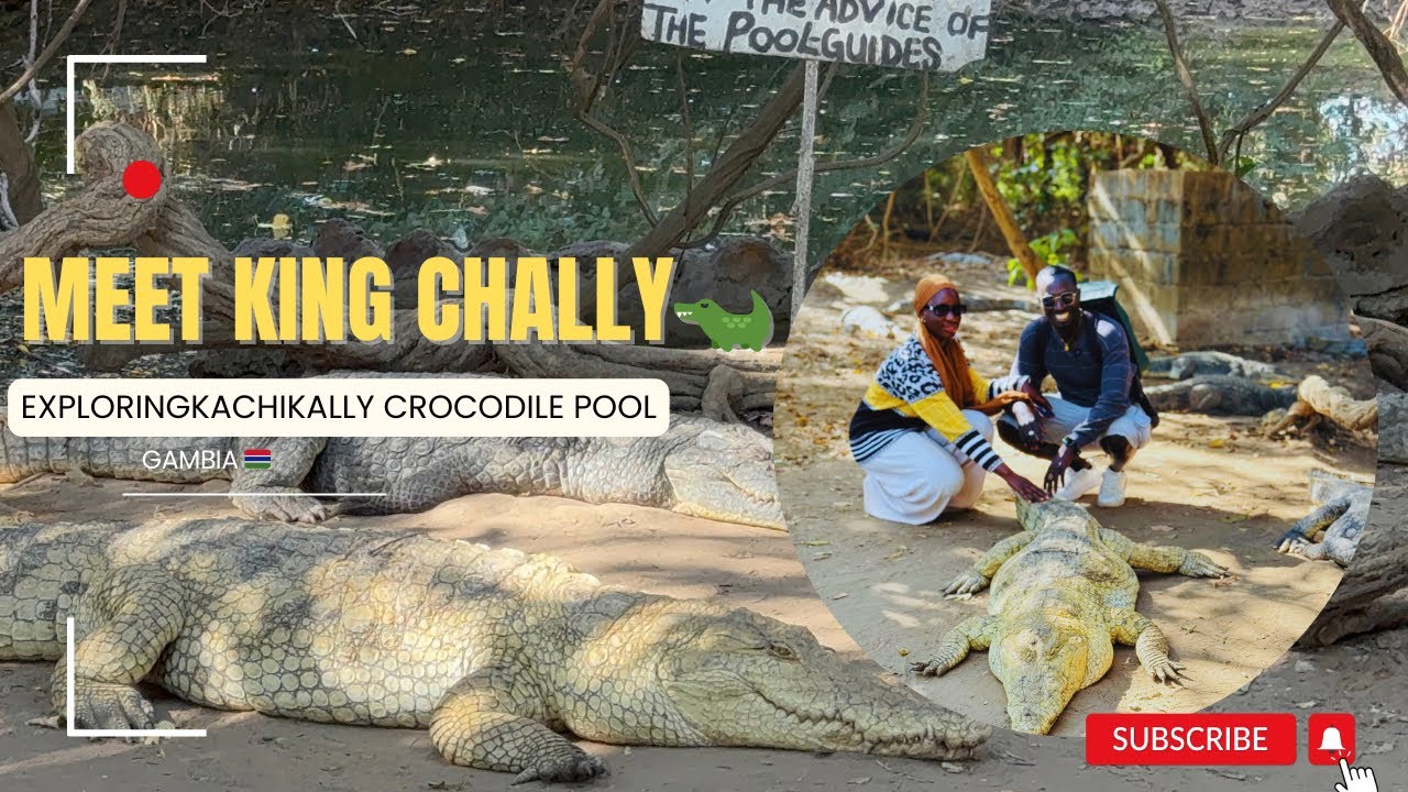 Exploring the Sacred Kachikally Crocodile Pool in Bakau | Discover The Gambia's Hidden Gem.