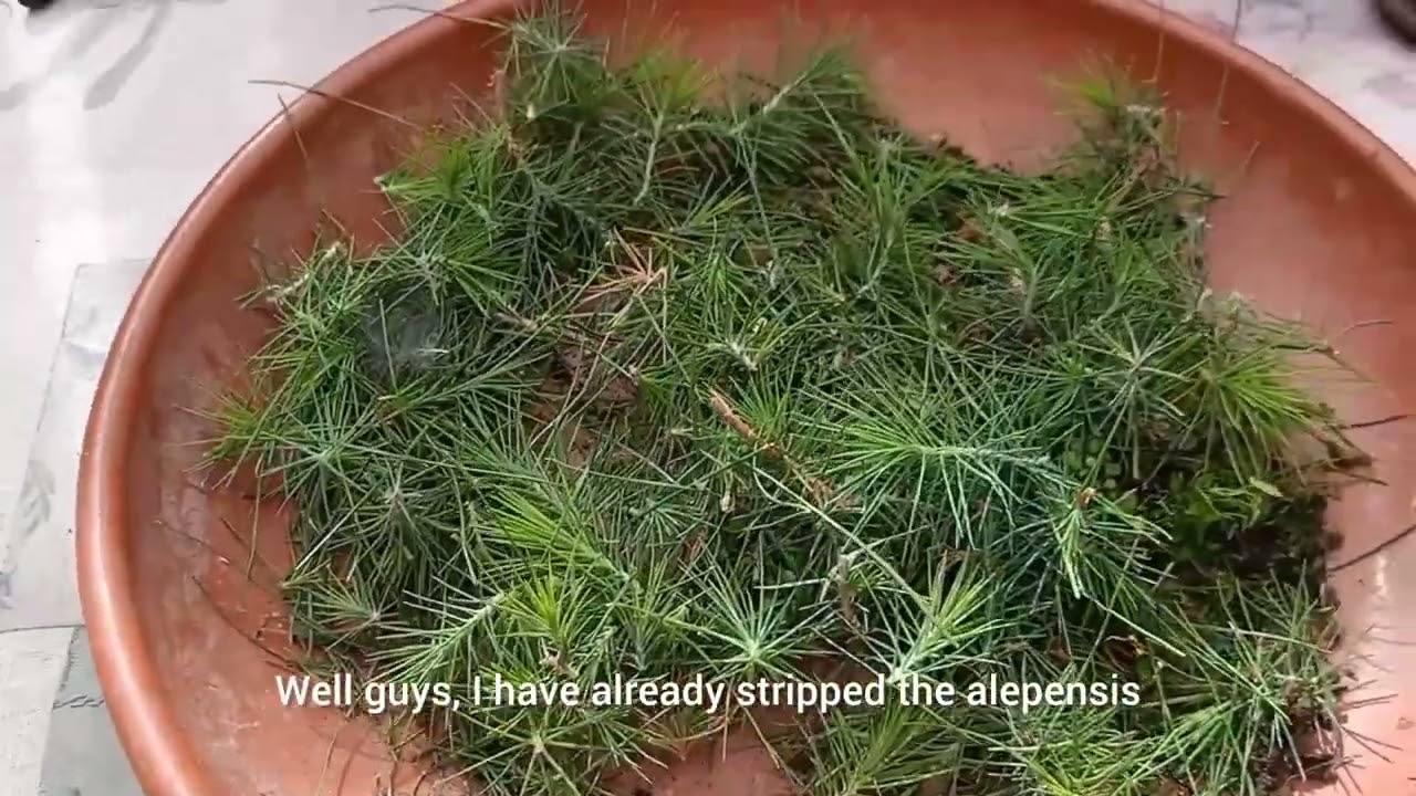 Como limpiar y trabajar pino Halepensis BONSAI 🌲 How to clean and work Halepensis BONSAI pine
