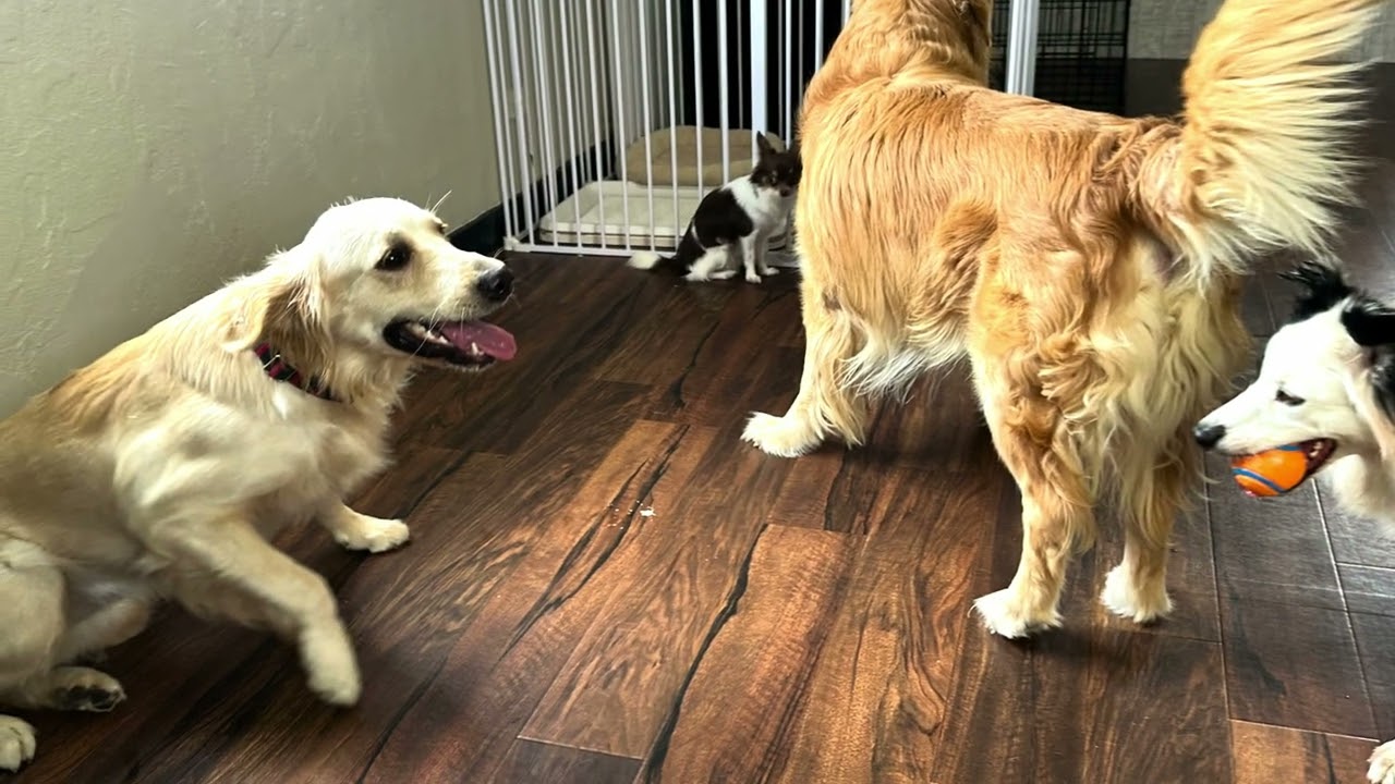 Happy dog                          2026年3月9日