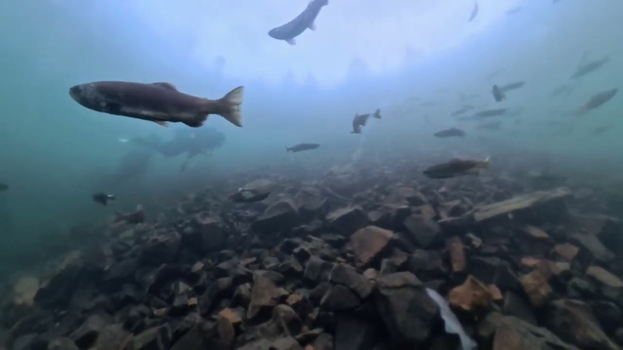 Salmon dive Nov 16 2025