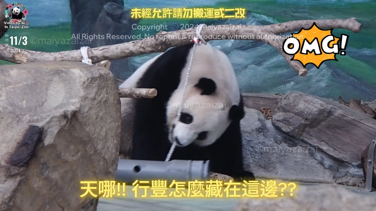 20241103 讓圓寶腦力激盪的行豐火箭筒行豐罐  The Giant Panda Yuan Bao
