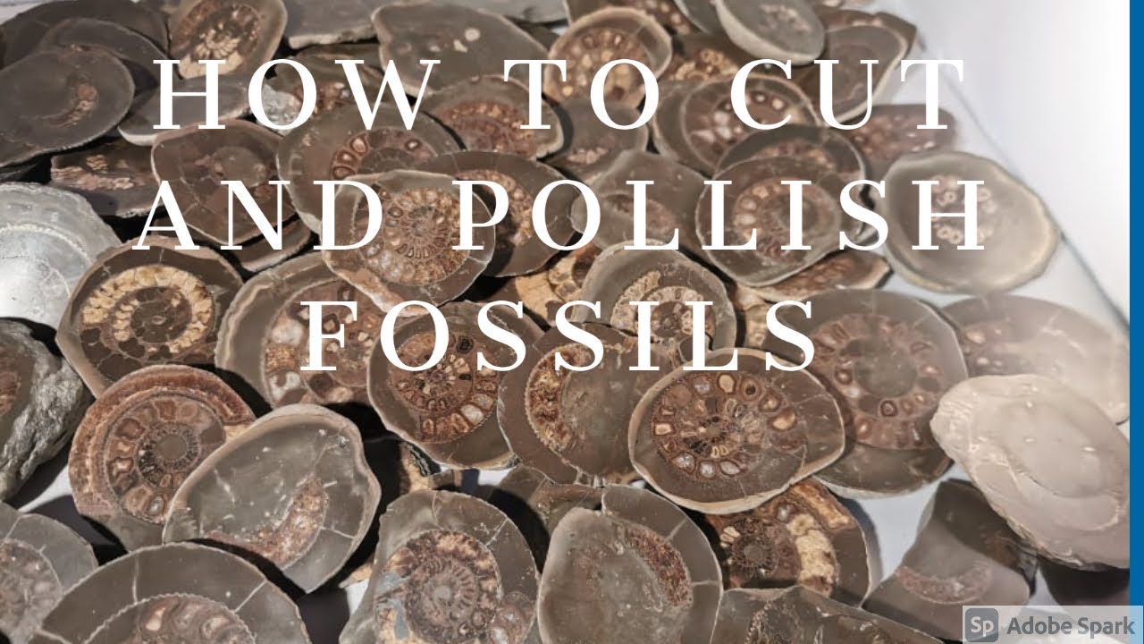 How to cut and polish fossils and rocks
