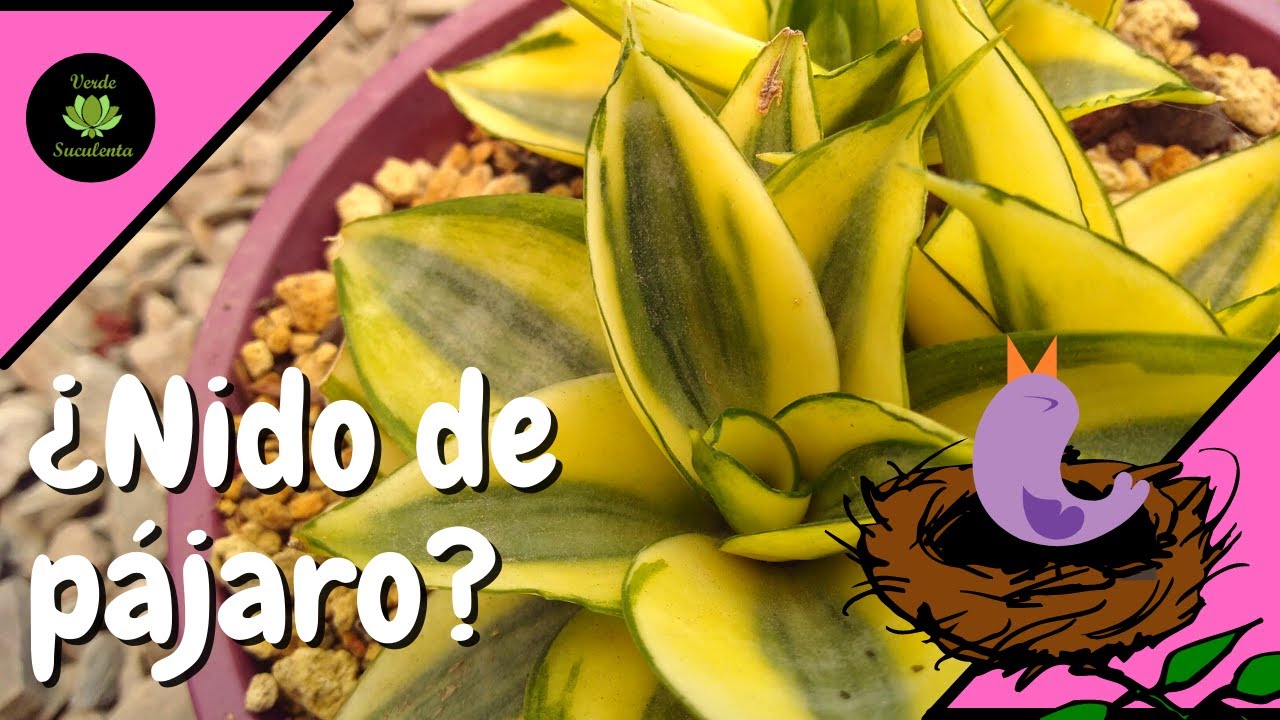 Así es conocida comúnmente la Sansevieria trifasciata 'Golgen Hanni'.