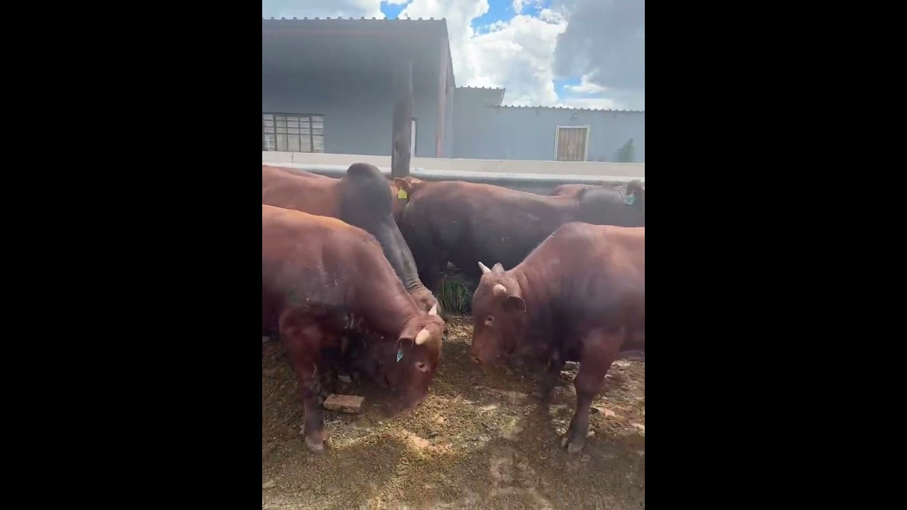 Slaughter day #brahman #beefcattle #charolais #angus #feedlot #cow #farm