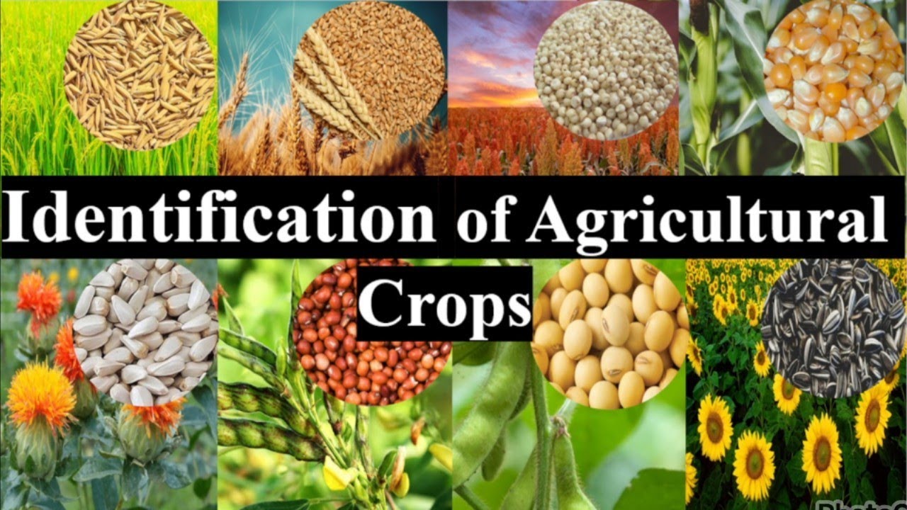 Identification of Important Agricultural Crops, # Agri Practical exam, JRF, SRF, AFO, AO, ARS#