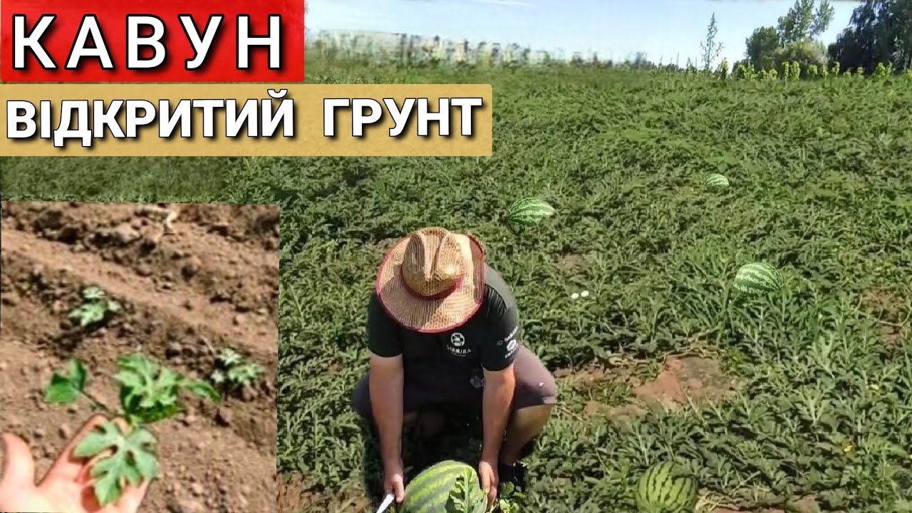 Кавуни відкритий грунт без поливу. Вирощування від посіву до врожаю