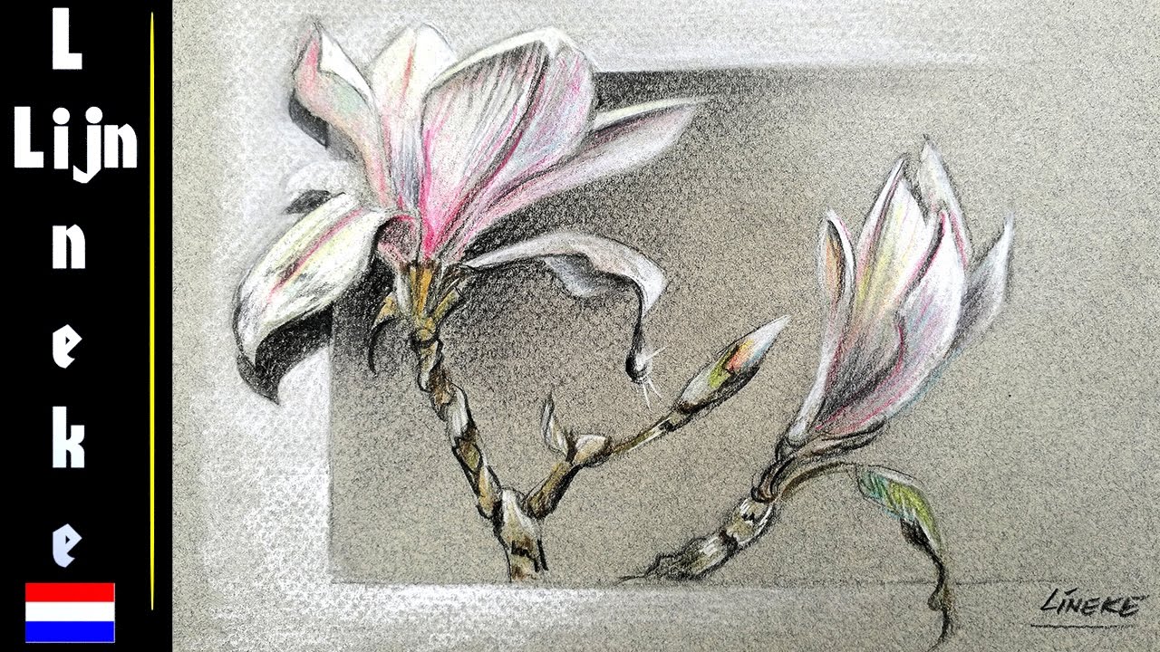 MAGNOLIA bloesem tekenen potlood tekening