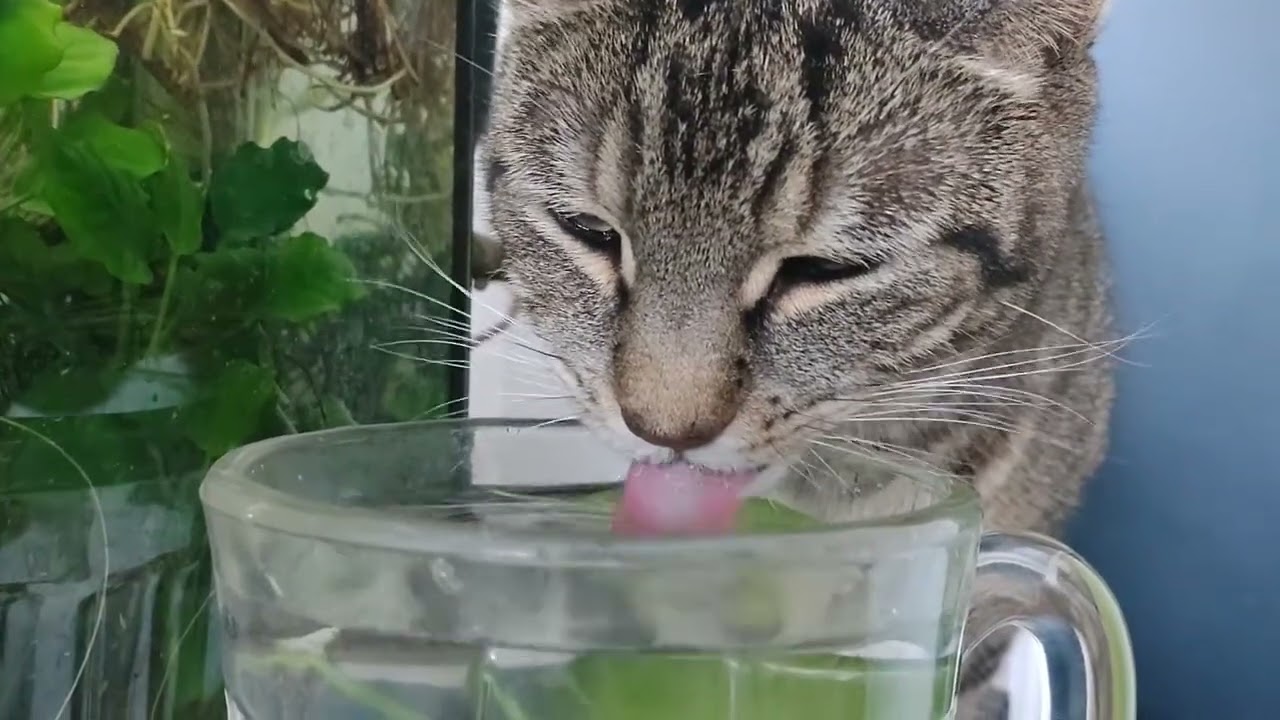 Cat sips