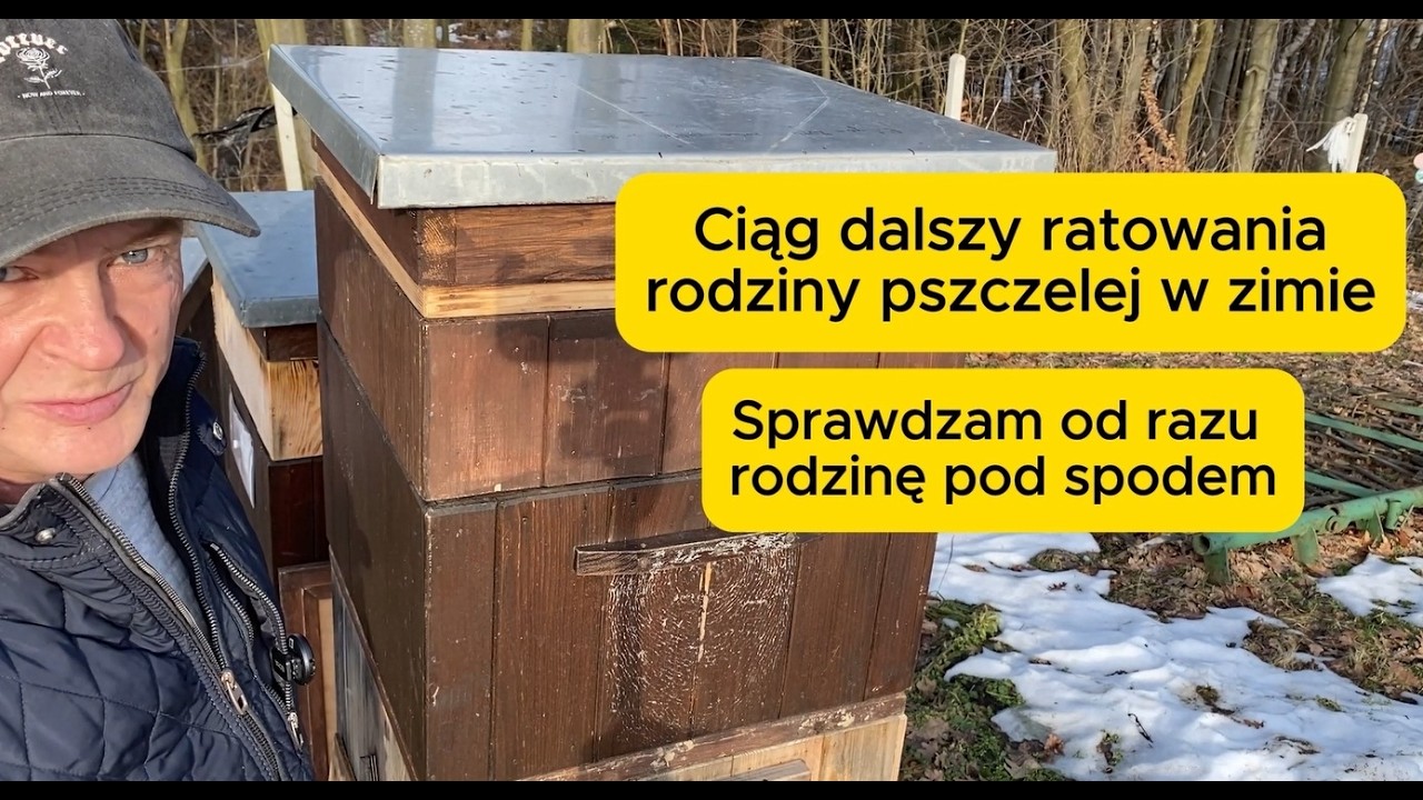 Ciąg dalszy ratowania rodziny pszczelej w zimie #bee #beekeeping #beekeeper