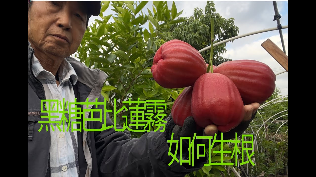 Featuring rare wax apple varieties