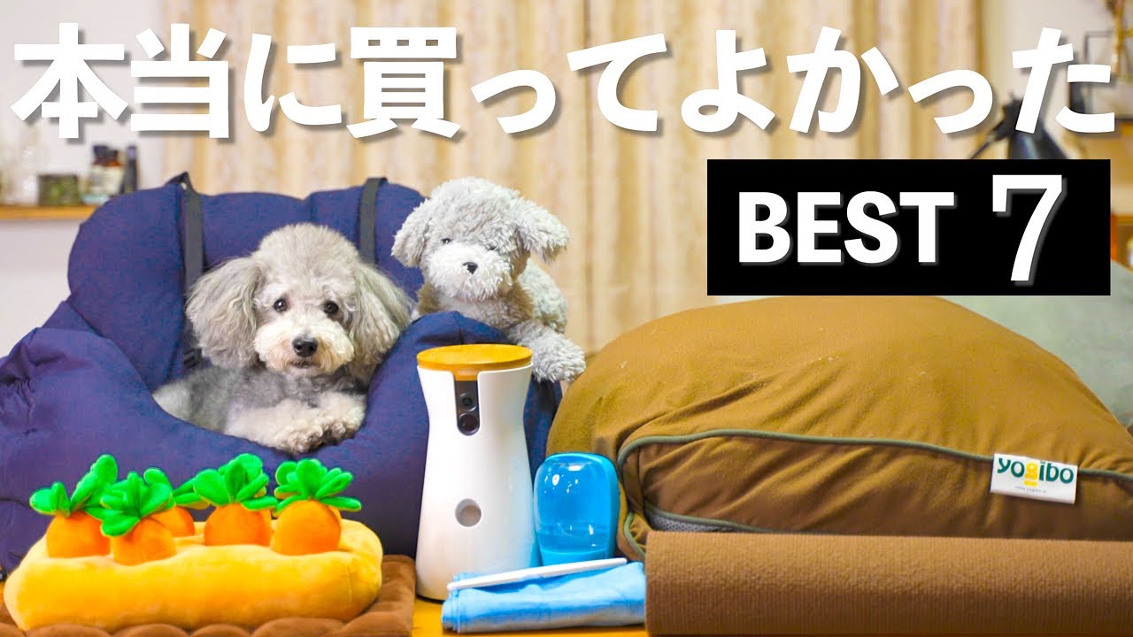🐶犬を愛し過ぎた飼い主が、愛犬の為に本当に買って良かったモノ7選！