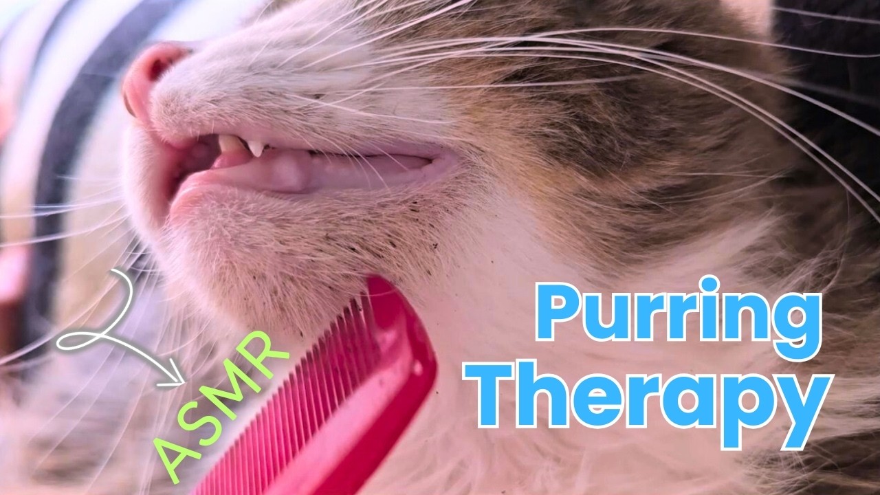 ASMR for Cat Acne | Gentle Face Massage & Cleaning on Metáfora