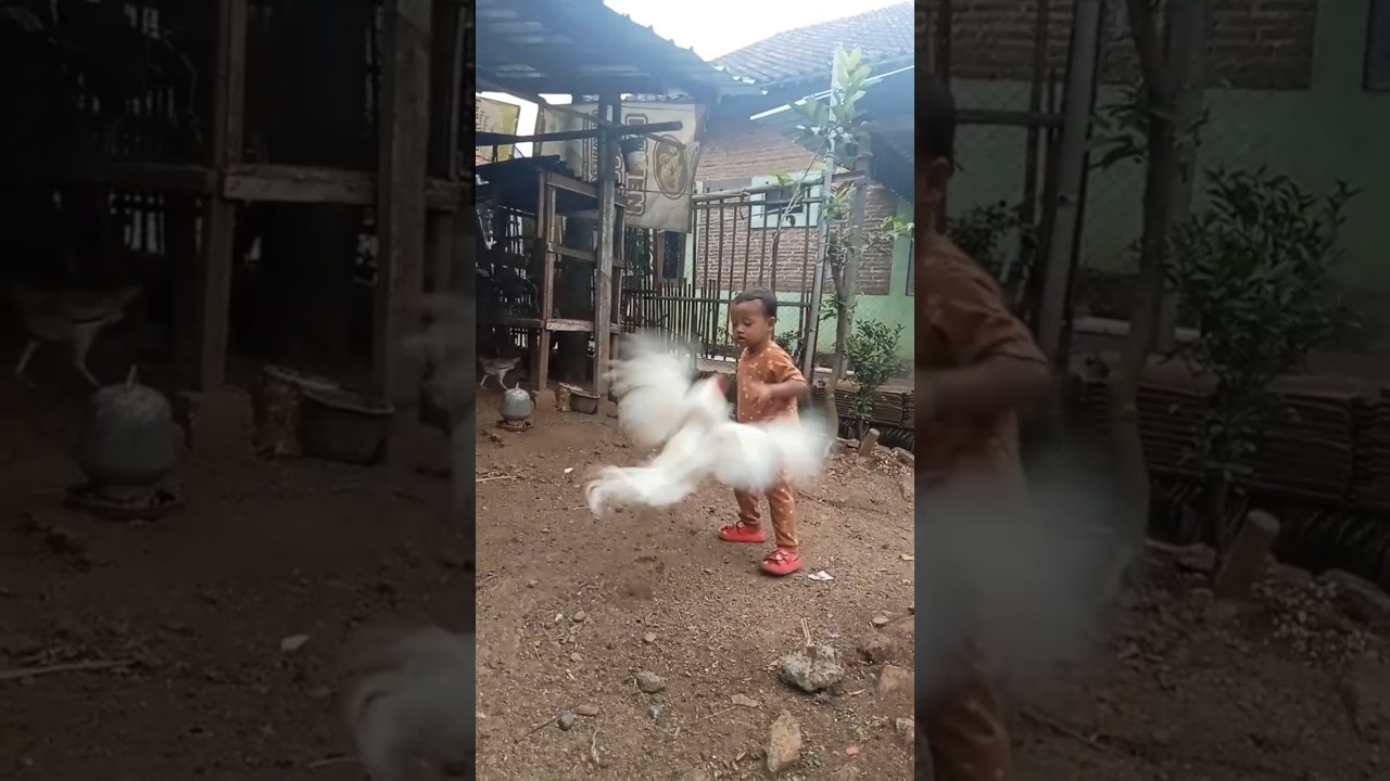 di tladung pitik jago viral 200 juta views.
