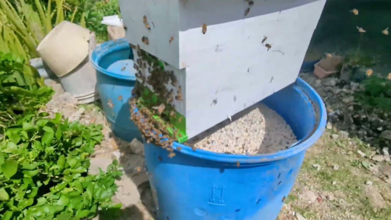 Bees in a Barrel - Christ Church January 14 2026