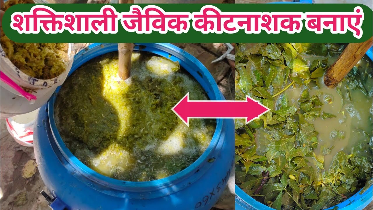 नीम के पत्ते व धतूरे के पत्ते आक के पत्ते से जैविक शक्तिशाली कीटनाशक बनाएं || Organic pesticides