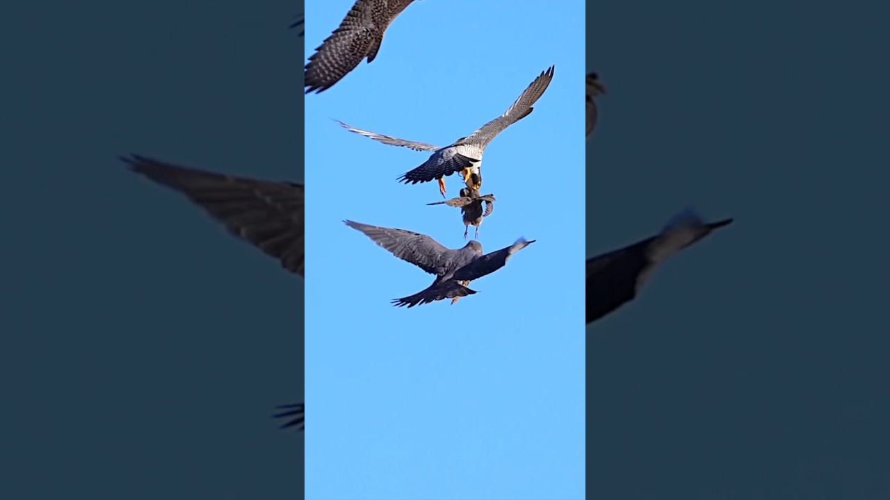 Peregrine falcon meets in the air #birds #wildlife #falcon #raptor #birdofprey #birdphotography