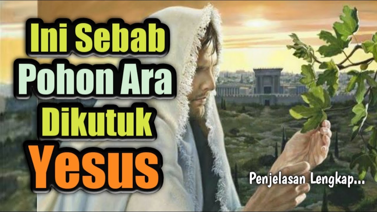 Rupanya ini maknanya pohon Ara dikutuk.