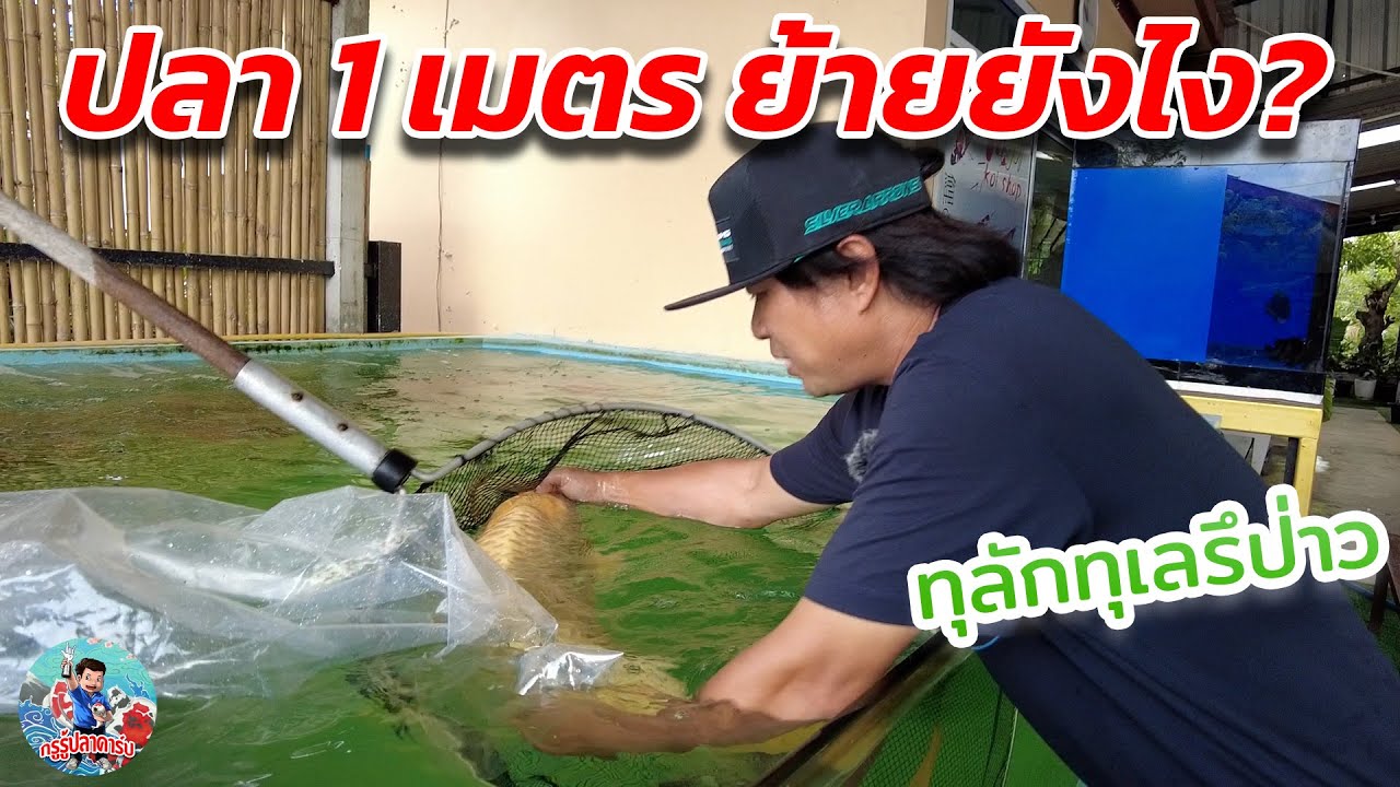 ย้ายปลา1เมตรลงบ่อ ย้ายยังไง?