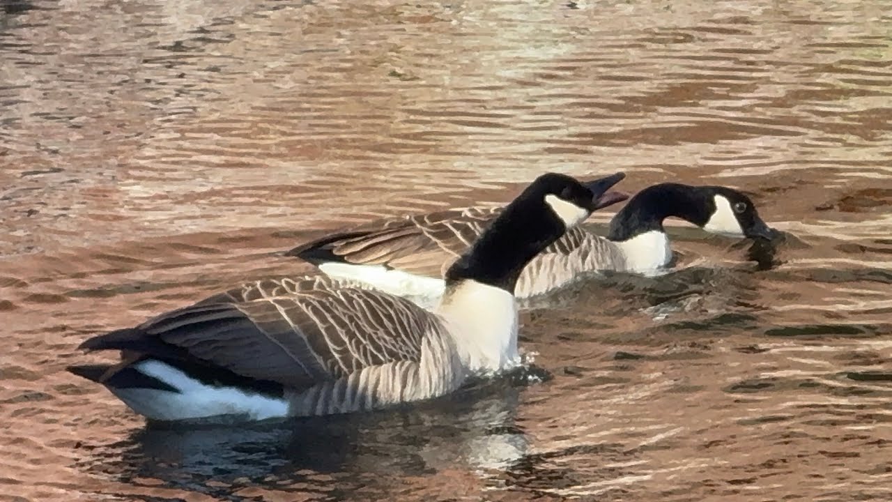 Both Geese Pairs Eating Grains, Lots Of Noise & Drama Between Them! 24 Feb, 2026. 
