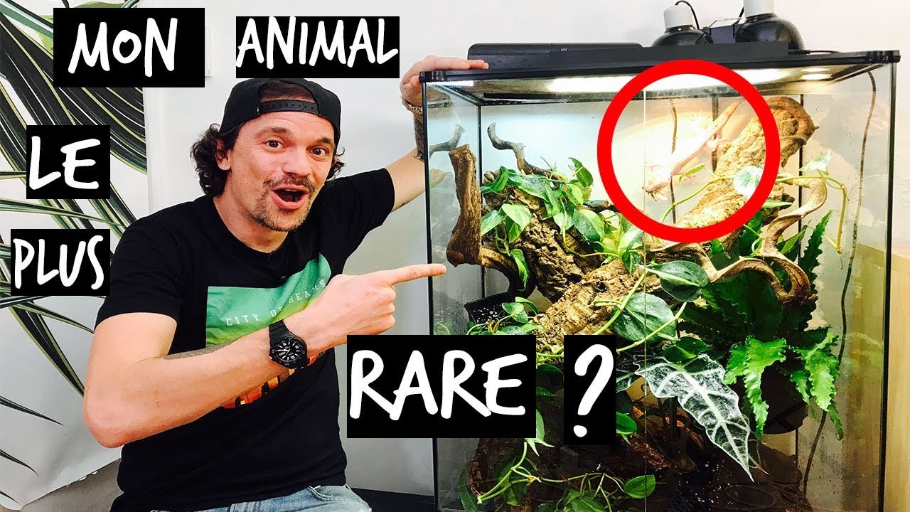 UNE GECKO QUI CHANTE CHEZ TOI ? TUTO TOOPET