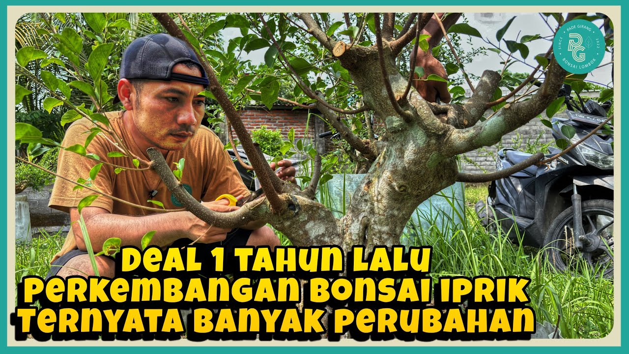 Perkembangan bonsai iprik setelah deal 1 tahun lalu || Percabangan sudah lumayan