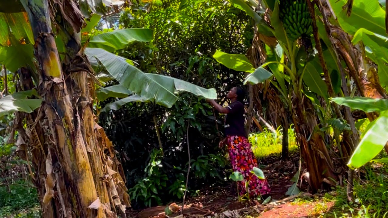 Kenya|Simple Rural Life In Africa|Mixed Farming In Kenyan Village Farm