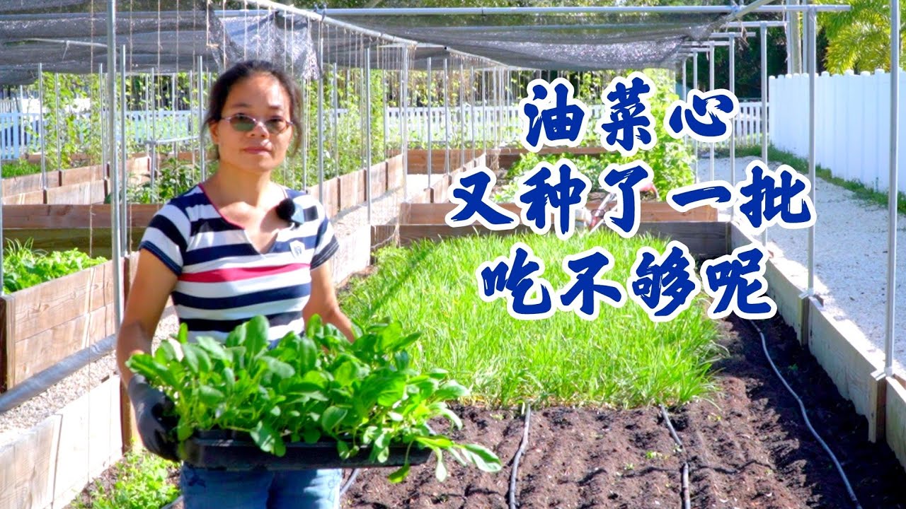 EP 11 油菜心季节又到了，兔妈移栽了一大块，真的吃不够呀