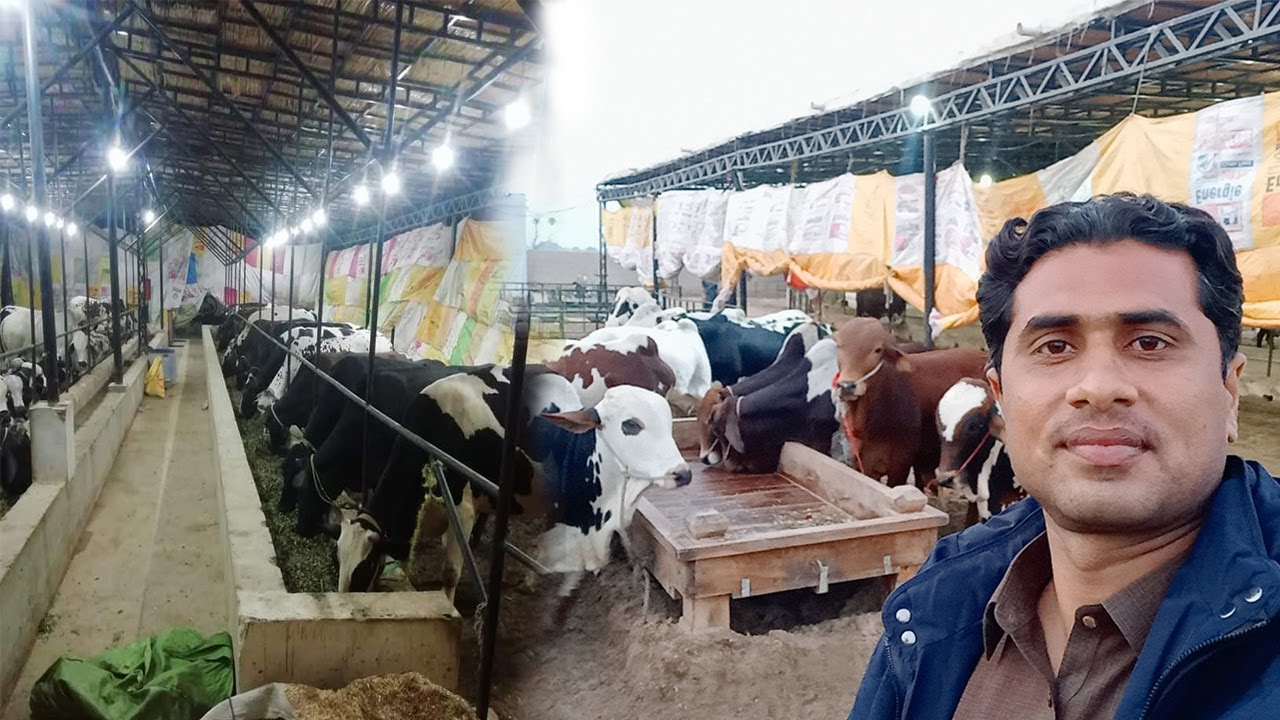 H&A Dairies Rahim yar Khan