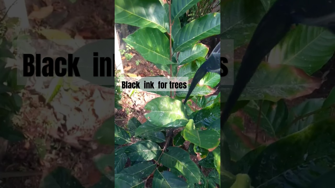കരിവളം ഒഴിച്ച് നോക്കിയിട്ടുണ്ടോ? #gardening #rambutan #slurry #ജൈവവളം #fertilizer
