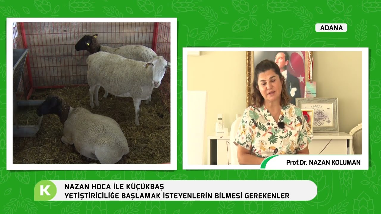 NAZAN HOCA İLE KÜÇÜKBAŞ | YETİŞTİRİCİLİĞE BAŞLAMAK İSTEYENLERİN BİLMESİ GEREKENLER