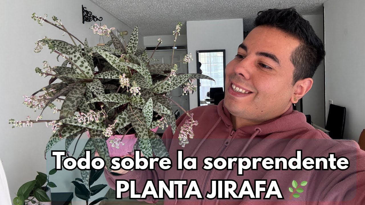 Todo sobre la sorprendente PLANTA JIRAFA 🌿 | cuidados, luz, riego y curiosidades